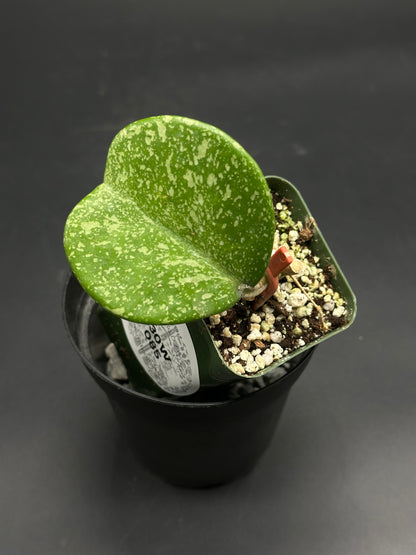 📠🛸 Splatt-Attakk-7 🛸📠 (130W085) features a single, heart-shaped Hoya leaf with pale speckling, perfect for rare plant enthusiasts seeking exotic houseplants.