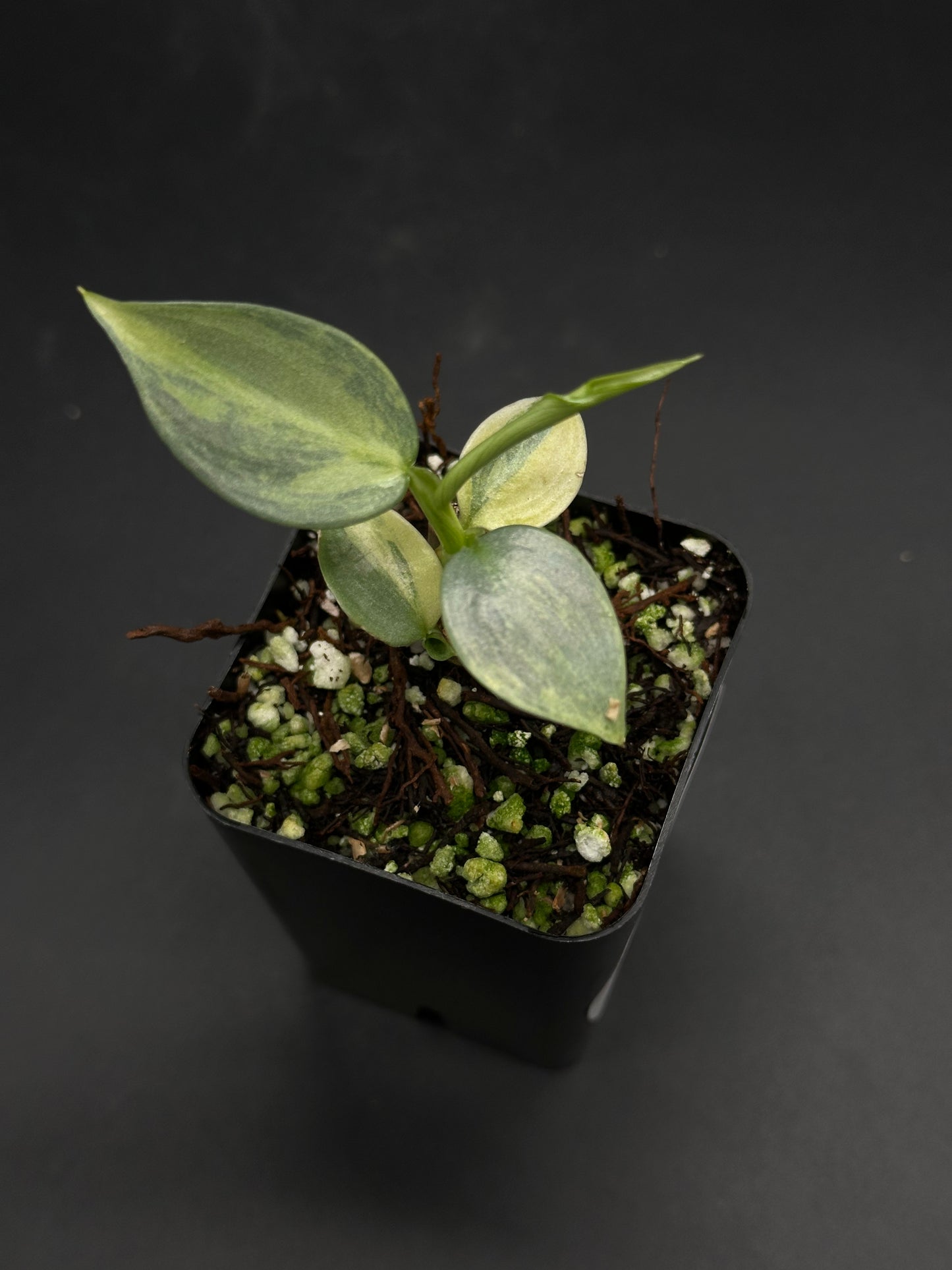 Frazzle-Dazzle-5G plant cutting in a black pot with chunky bark and perlite mix, featuring oval leaves with silvery-green variegation.