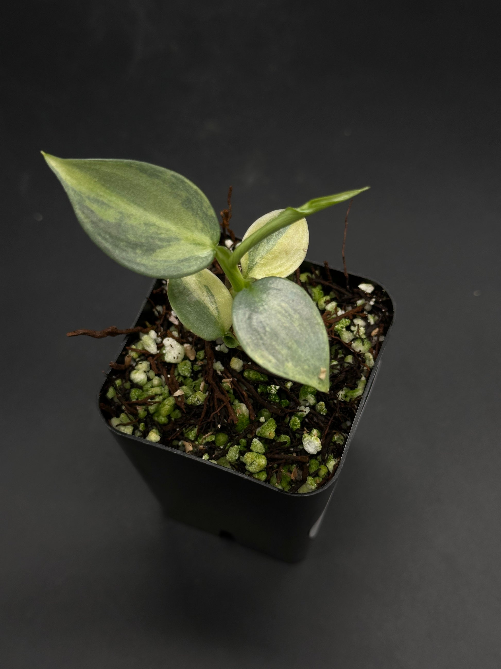 Frazzle-Dazzle-5G plant cutting in a black pot with chunky bark and perlite mix, featuring oval leaves with silvery-green variegation.