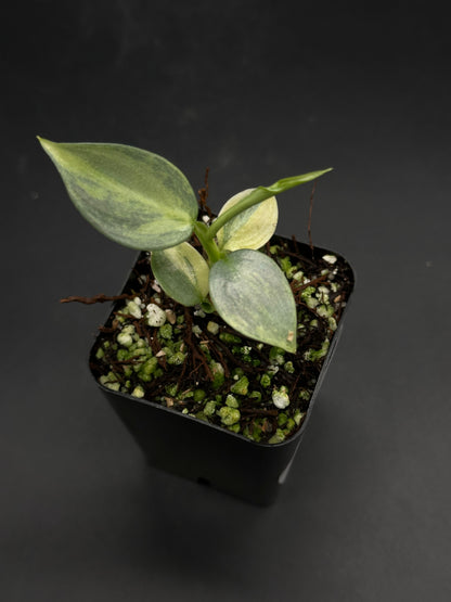 Frazzle-Dazzle-5G plant cutting in a black pot with chunky bark and perlite mix, featuring oval leaves with silvery-green variegation.