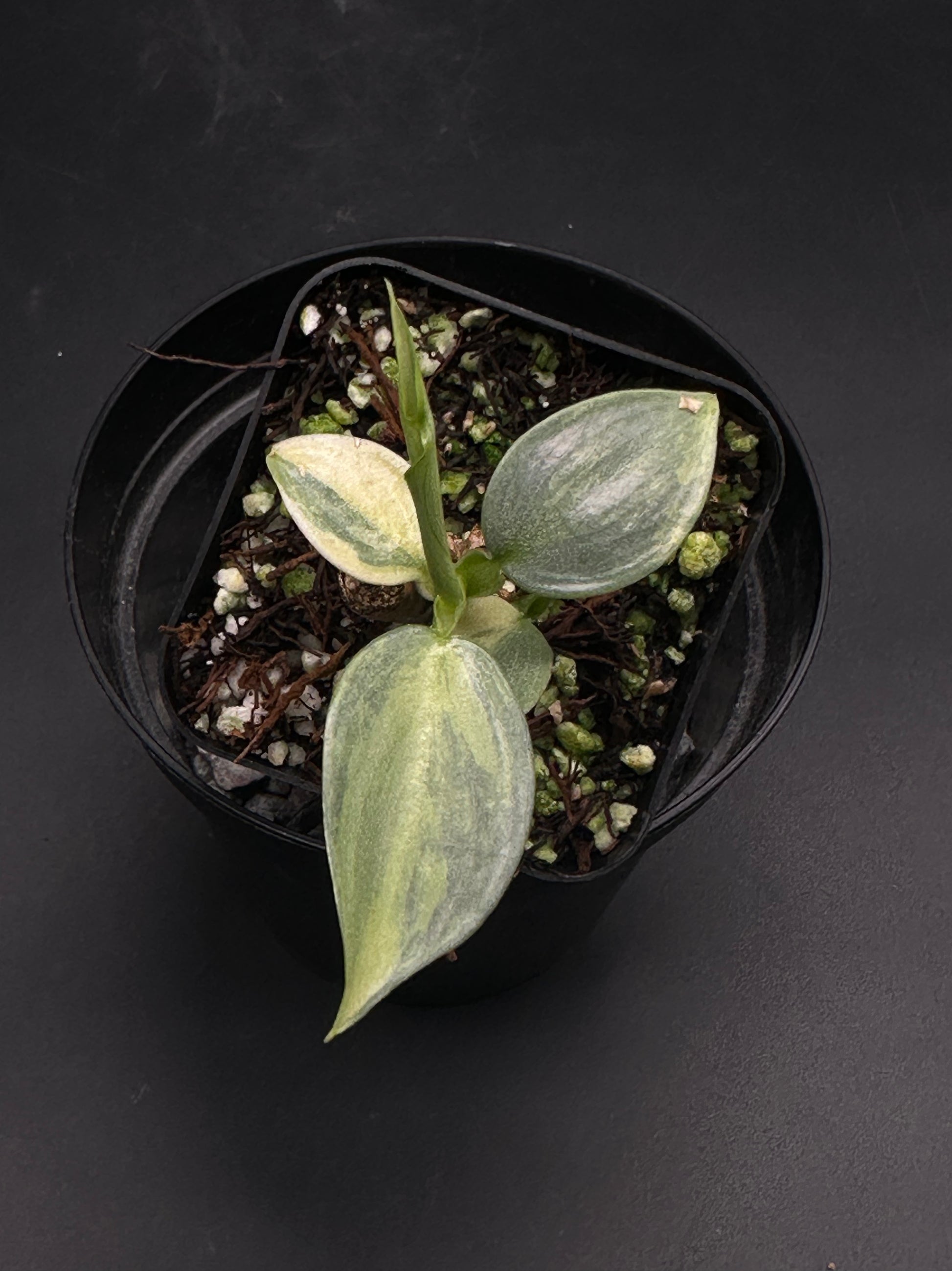 Frazzle-Dazzle-5G cutting in black pot, showcasing cream-and-green variegated leaves, ideal for plant collectors seeking unique tropical houseplants from Next World Exotics.