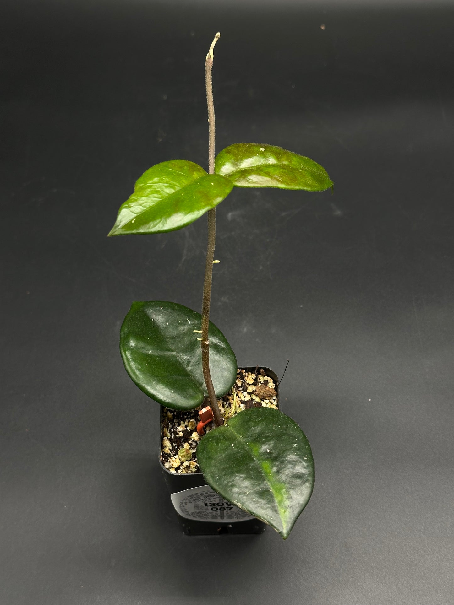 Bongo-Zongo-Tap (130W087): Young Hoya cutting in black plastic pot with chunky mix, featuring a single upright stem and glossy, succulent-like leaves.