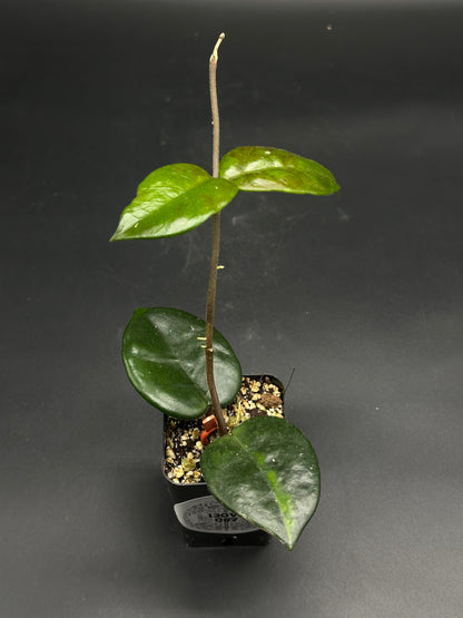 Bongo-Zongo-Tap (130W087): Young Hoya cutting in black plastic pot with chunky mix, featuring a single upright stem and glossy, succulent-like leaves.