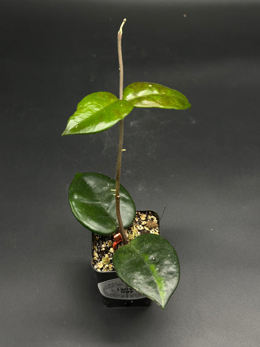 Bongo-Zongo-Tap (130W087): Young Hoya cutting in black plastic pot with chunky mix, featuring a single upright stem and glossy, succulent-like leaves.
