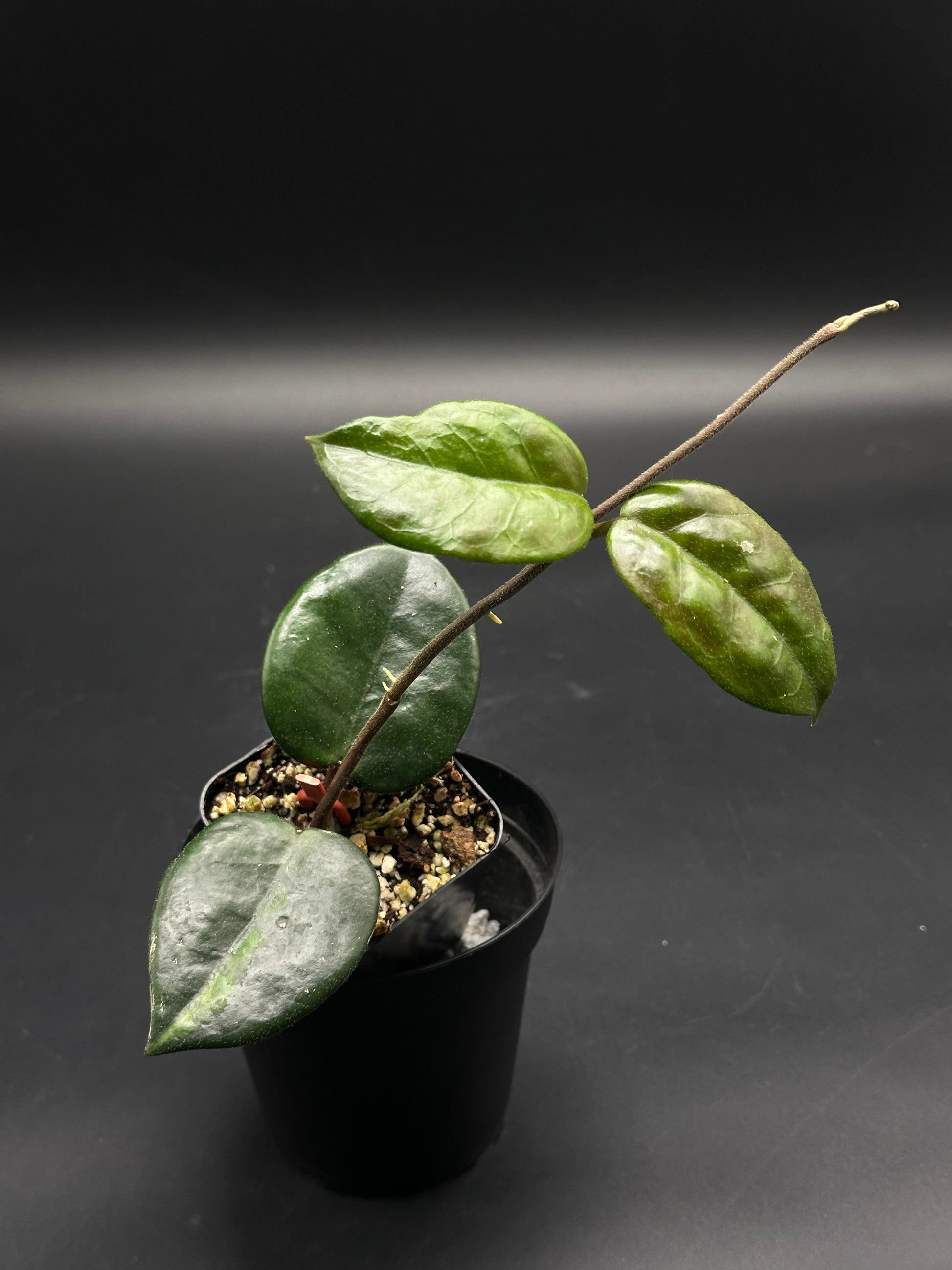 Bongo-Zongo-Tap (130W087): Young Hoya in a black nursery pot, featuring a slender stem with glossy green leaves. Ideal for exotic plant collectors.