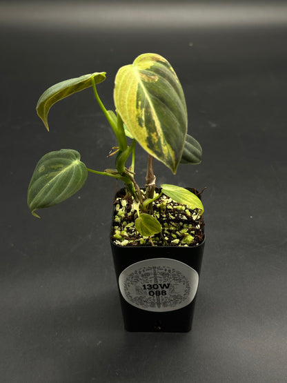 🕹️📡 Beep-Boop-Zing 📡🕹️ (130W088) - A young, variegated aroid with heart-shaped leaves in a black nursery pot, ideal for exotic plant collectors.