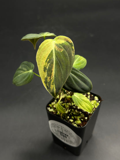Beep-Boop-Zing (130W088) heartleaf philodendron with variegated heart-shaped leaves in a black nursery pot. Perfect for exotic houseplant enthusiasts.