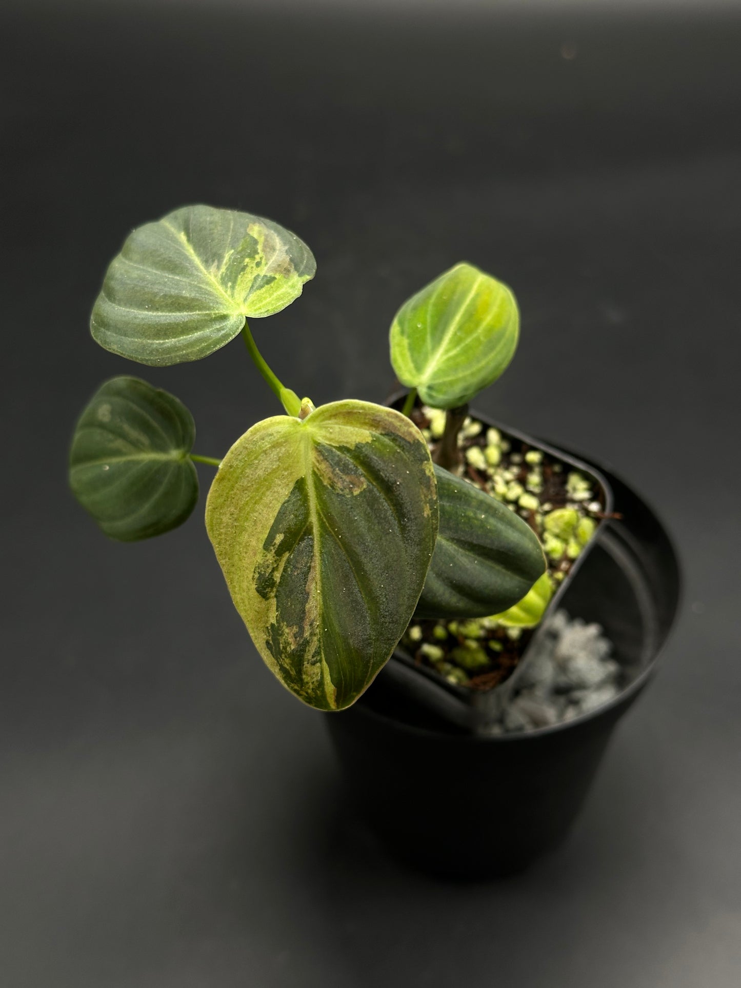 Beep-Boop-Zing (130W088) variegated philodendron in a black nursery pot, showcasing green and cream heart-shaped leaves with soil and perlite.