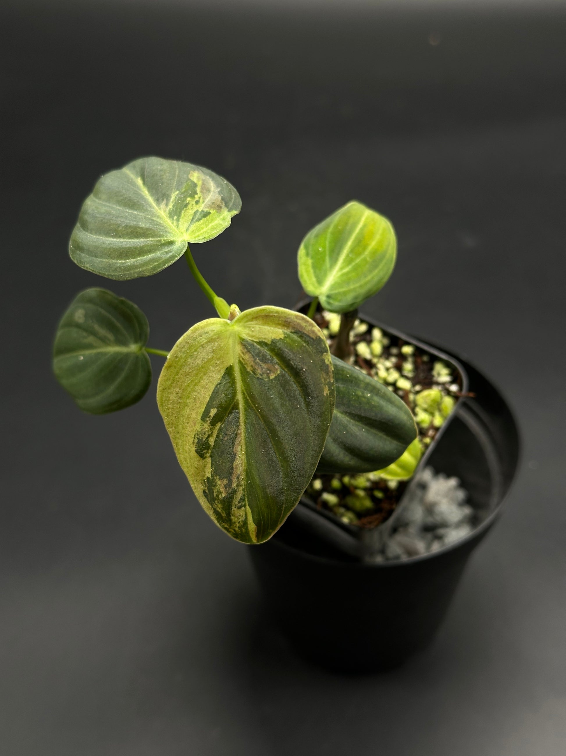 Beep-Boop-Zing (130W088) variegated philodendron in a black nursery pot, showcasing green and cream heart-shaped leaves with soil and perlite.