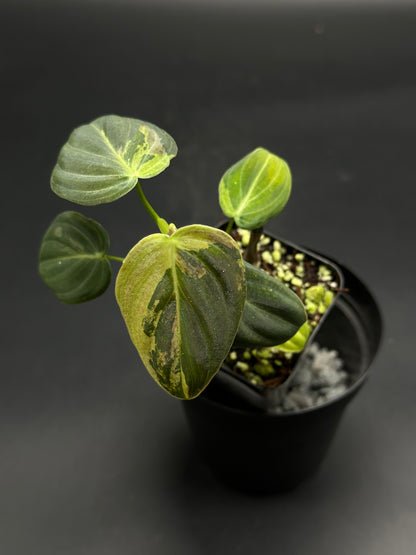 Beep-Boop-Zing (130W088) variegated philodendron in a black nursery pot, showcasing green and cream heart-shaped leaves with soil and perlite.