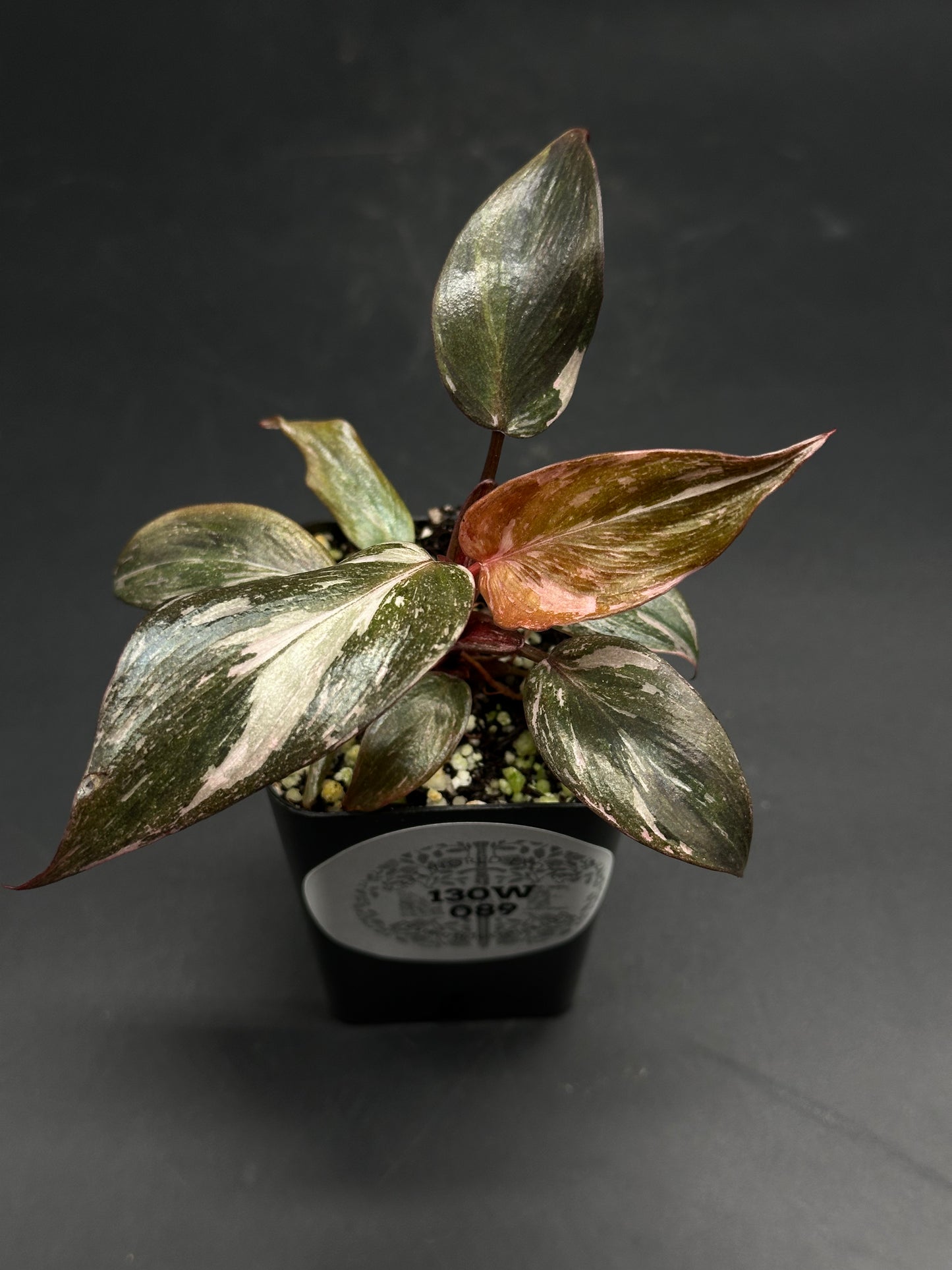 Mumbo-Jumbo-Flux (130W089) is a variegated houseplant in a black pot, featuring deep green leaves with pale patches and reddish undersides.