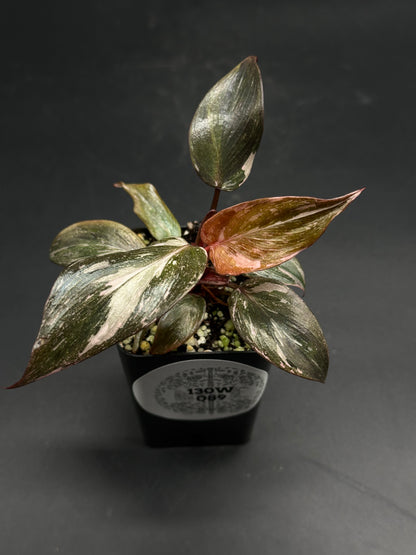 Mumbo-Jumbo-Flux (130W089) is a variegated houseplant in a black pot, featuring deep green leaves with pale patches and reddish undersides.
