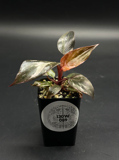 Mumbo-Jumbo-Flux (130W089) in a black pot showcases glossy, lance-shaped leaves with silvery-green marbling and reddish undersides, ideal for exotic plant enthusiasts.