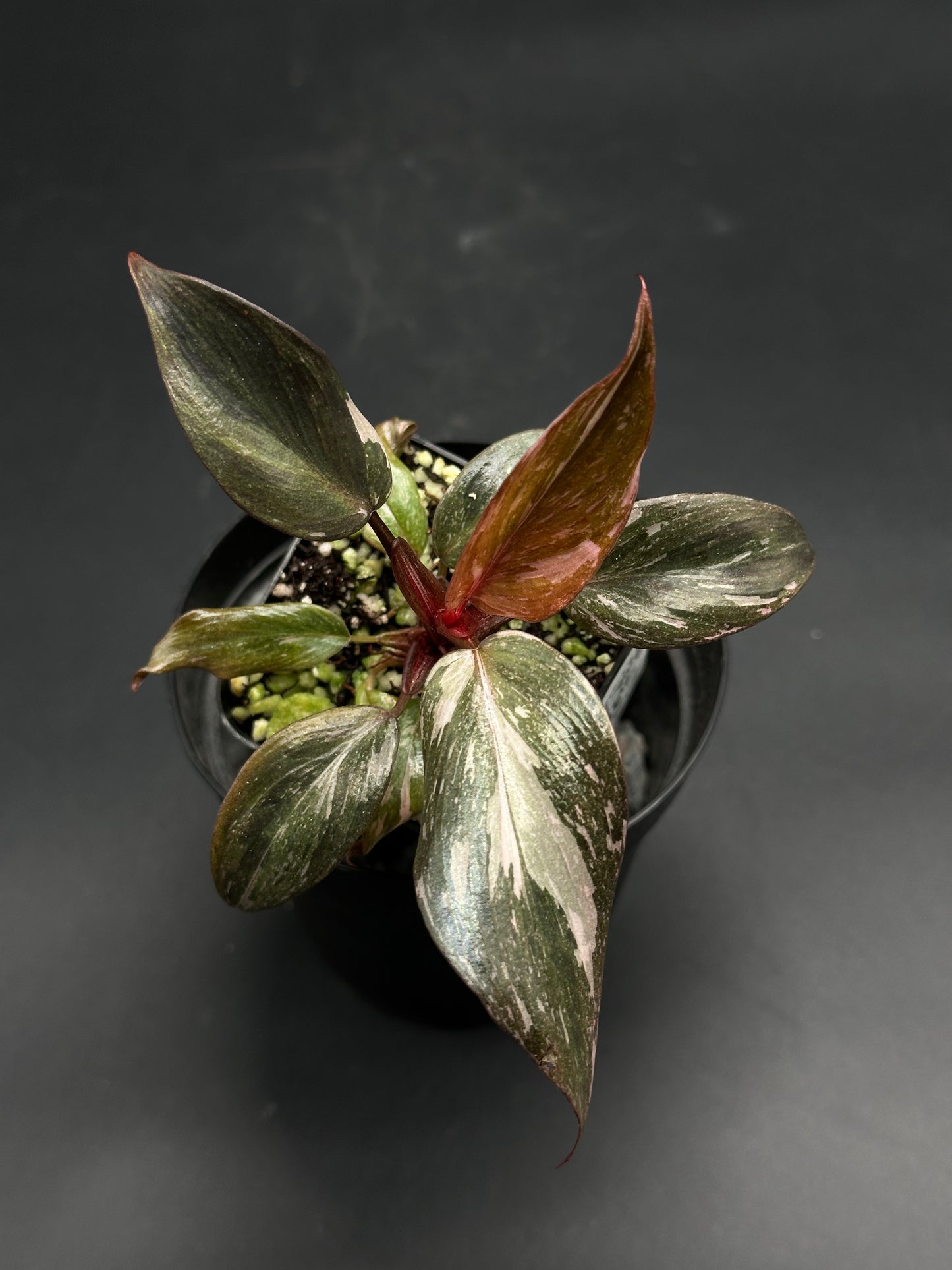 🕯️🧲 Mumbo-Jumbo-Flux 🧲🕯️ (130W089) features a variegated houseplant with silvery-green leaves, pink hints, and a reddish stem, perfect for exotic plant collectors.