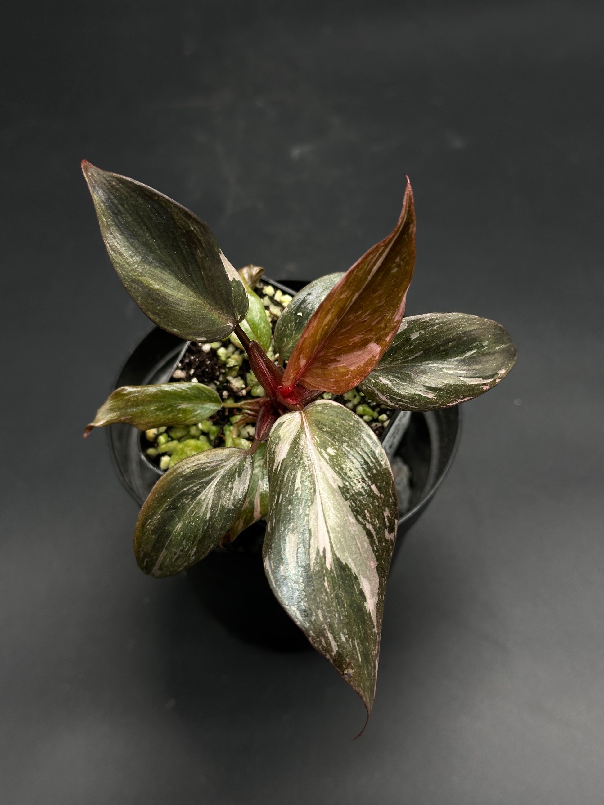 🕯️🧲 Mumbo-Jumbo-Flux 🧲🕯️ (130W089) features a variegated houseplant with silvery-green leaves, pink hints, and a reddish stem, perfect for exotic plant collectors.