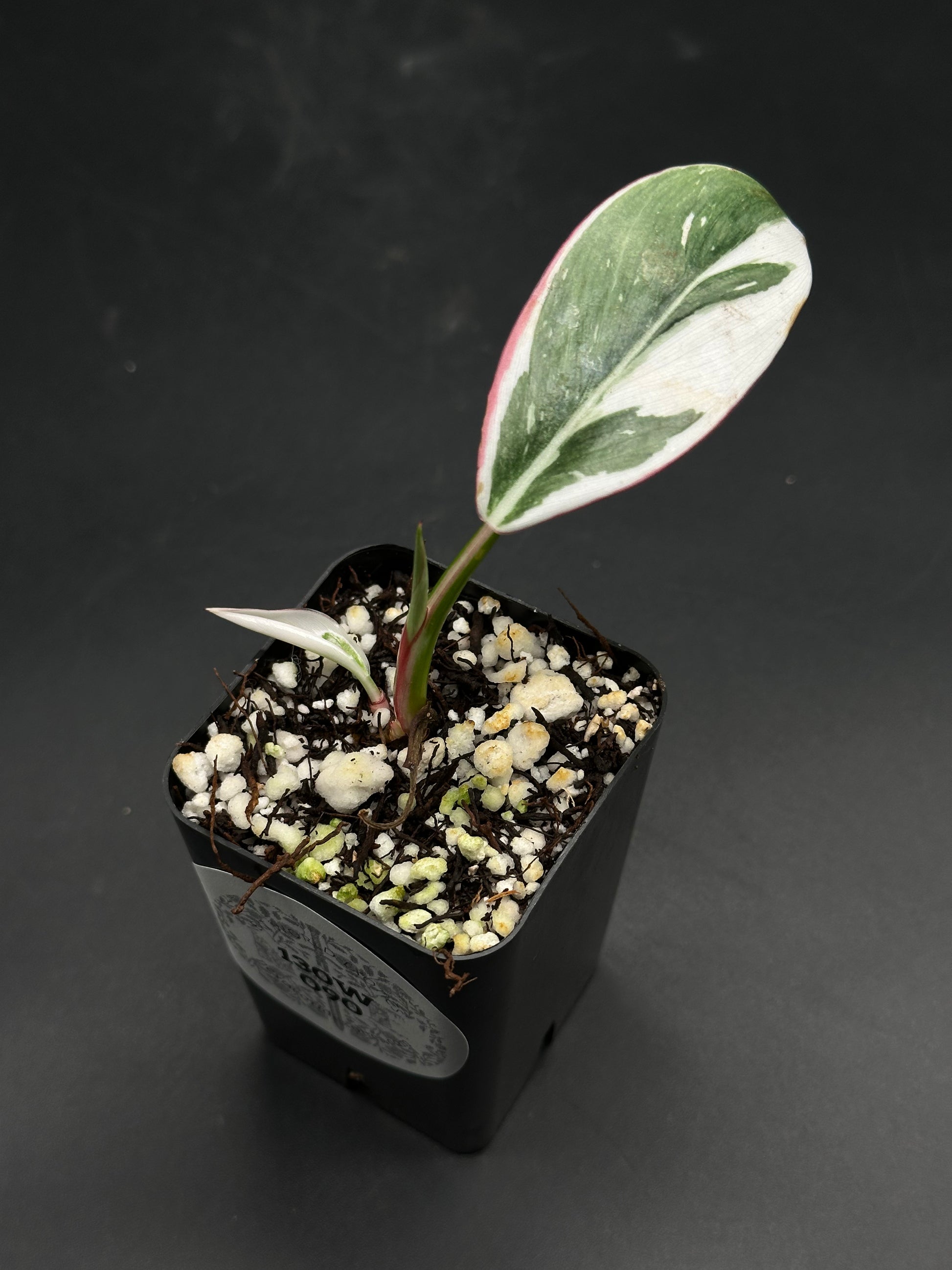 The 🔦🪩 Glitch-Grit-Grime 🪩🔦 (130W090) is a potted, variegated tropical houseplant cutting, featuring a marbled leaf and reddish-pink petiole.
