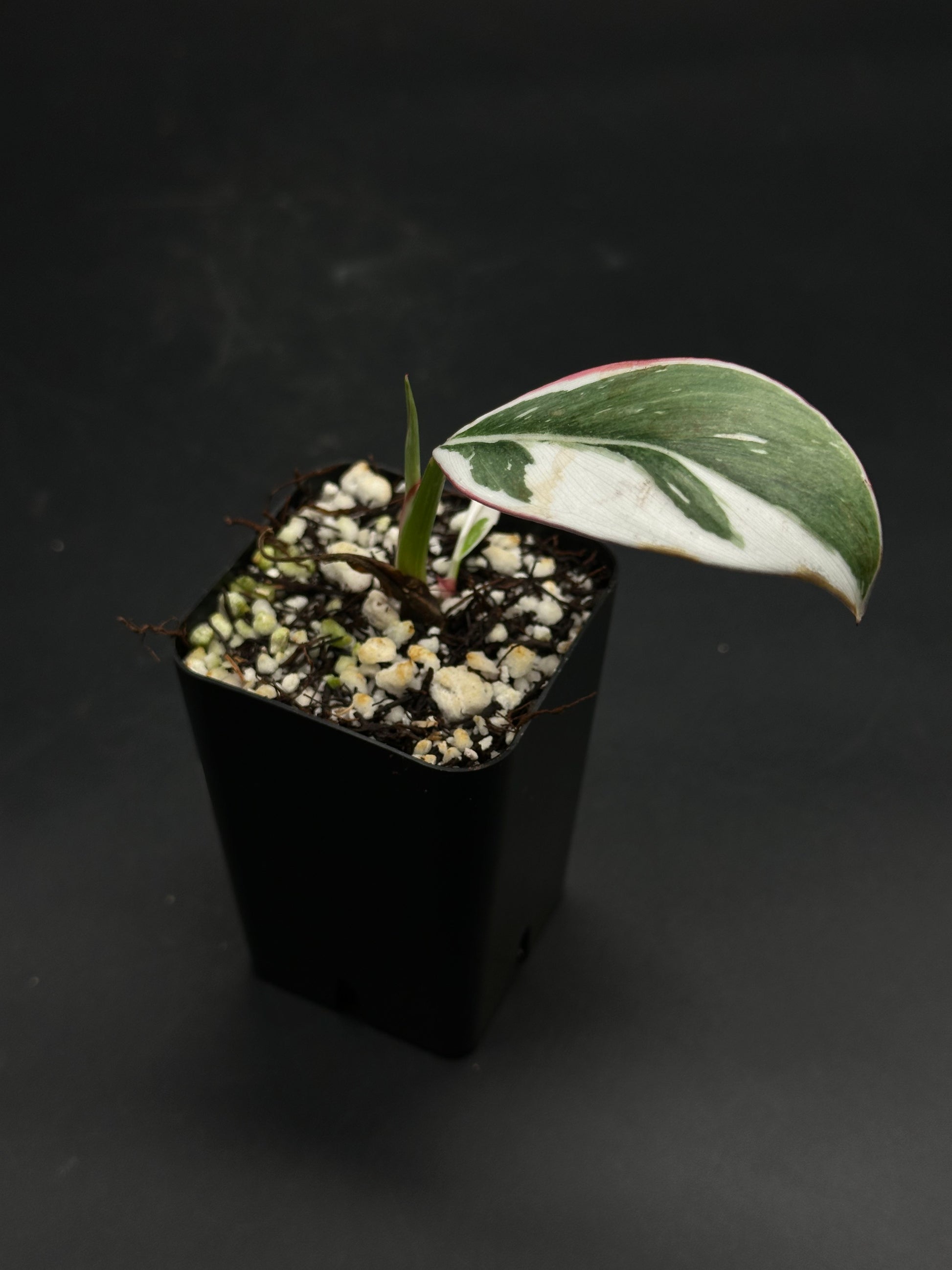 🔦🪩 Glitch-Grit-Grime 🪩🔦 (130W090) features a variegated houseplant cutting with a green, white, and pink leaf, and an emerging green shoot in a small pot.