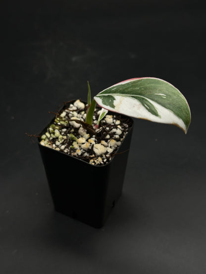 🔦🪩 Glitch-Grit-Grime 🪩🔦 (130W090) features a variegated houseplant cutting with a green, white, and pink leaf, and an emerging green shoot in a small pot.