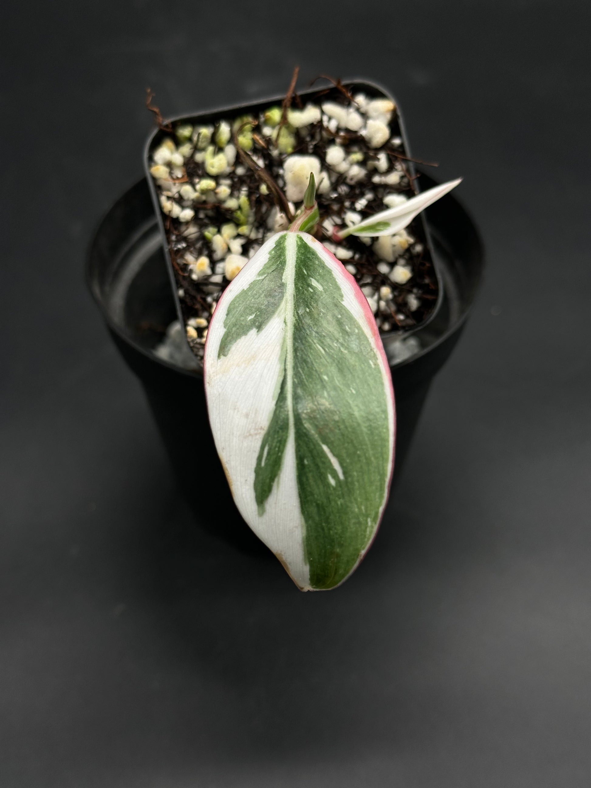 🔦🪩 Glitch-Grit-Grime 🪩🔦 (130W090) features a variegated Philodendron cutting with an elongated leaf, showcasing green, white, and pink hues.