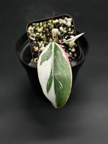 🔦🪩 Glitch-Grit-Grime 🪩🔦 (130W090) features a variegated Philodendron cutting with an elongated leaf, showcasing green, white, and pink hues.