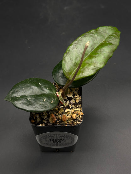 🧨🛒 Zazzle-Frazzle-Bop 🛒🧨 (130W091) in black pot with gritty mix, featuring young Hoya plant with thick, glossy leaves. Ideal for exotic plant enthusiasts.