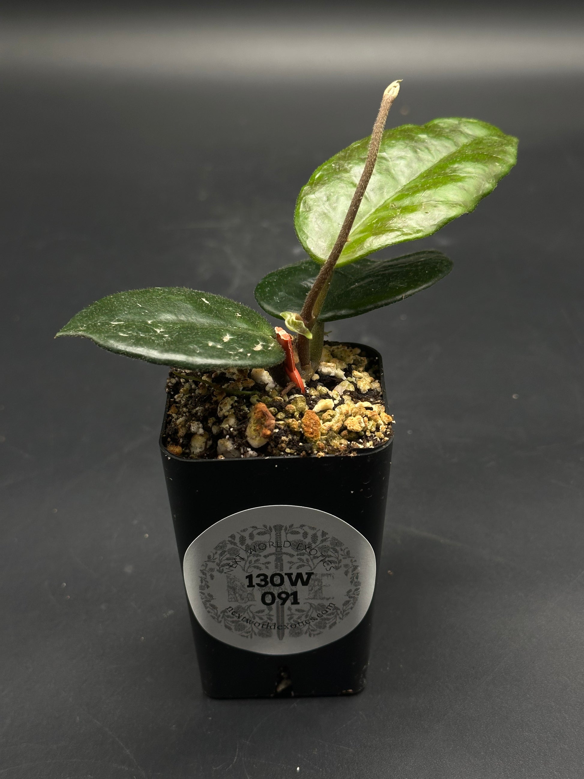 🧨🛒 Zazzle-Frazzle-Bop 🛒🧨 (130W091) in a black nursery pot featuring glossy leaves, new shoot, and gritty potting mix from New World Exotics.