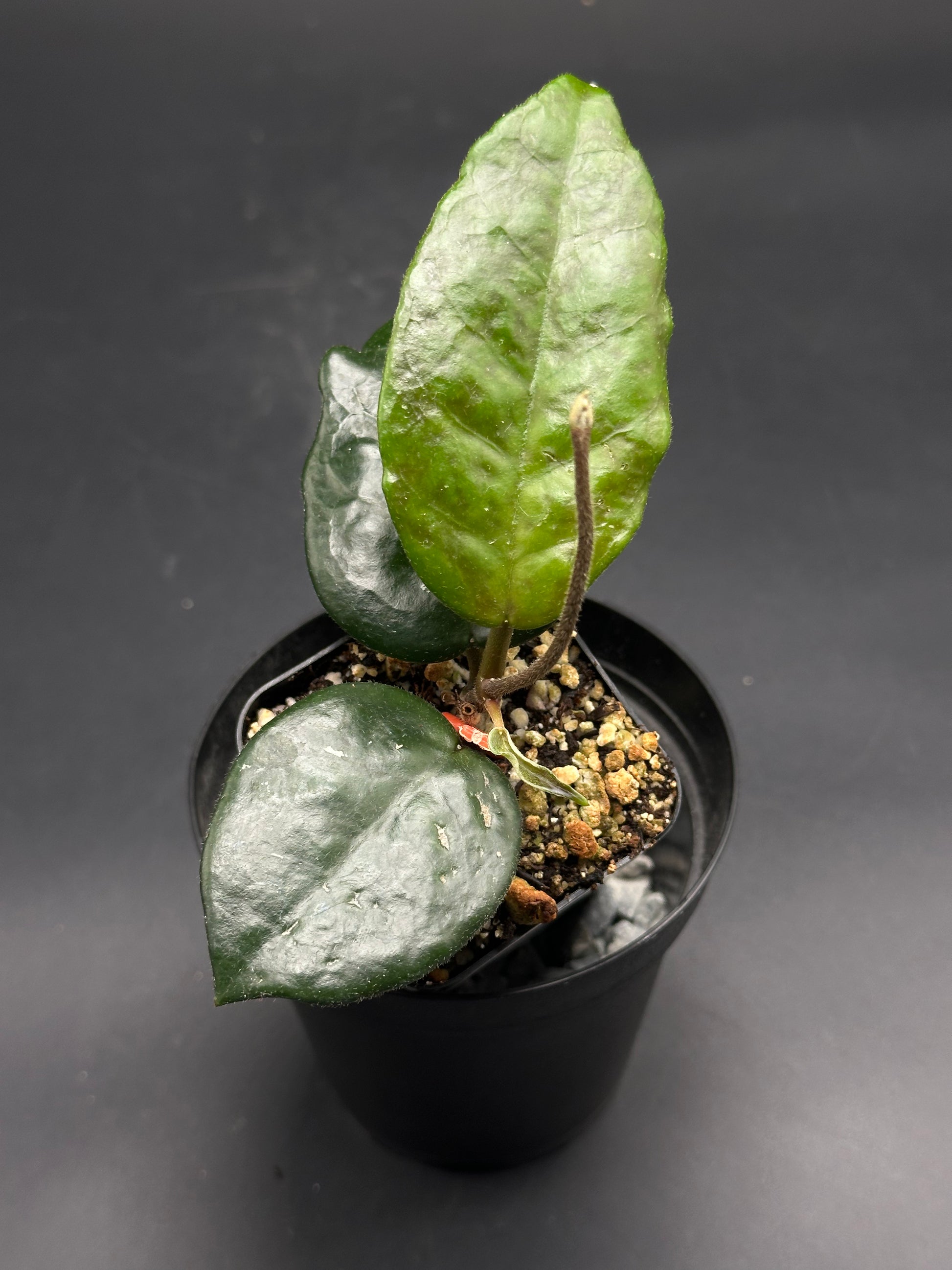 Zazzle-Frazzle-Bop (130W091) houseplant with glossy, thick leaves in a black nursery pot, showcasing exotic, succulent-like texture from Next World Exotics.