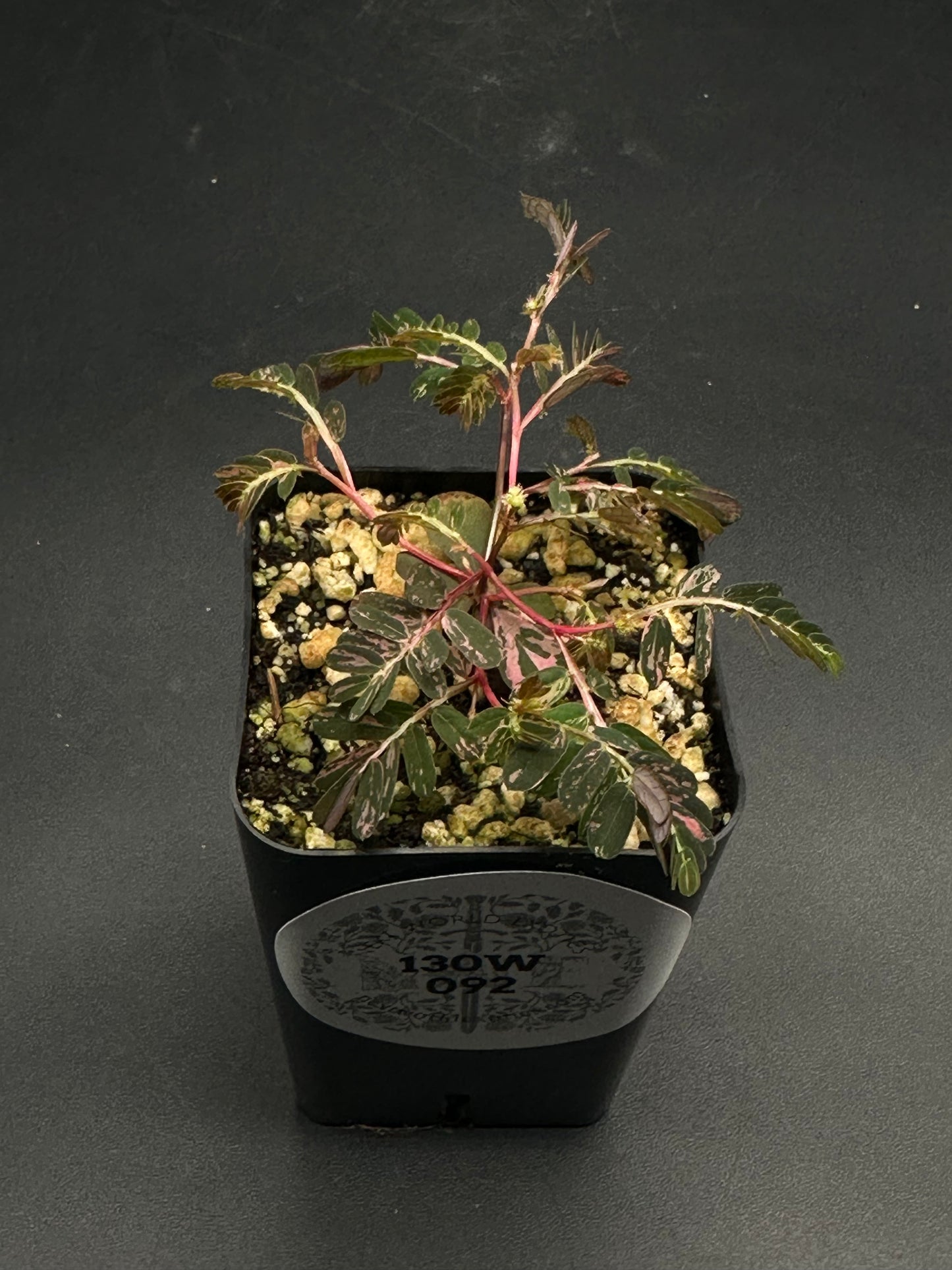 Wobble-Grob-Knot (130W092) variegated seedling in a black nursery pot, featuring pinkish stems and delicate, bipinnate leaves with pale pink and green splashes.