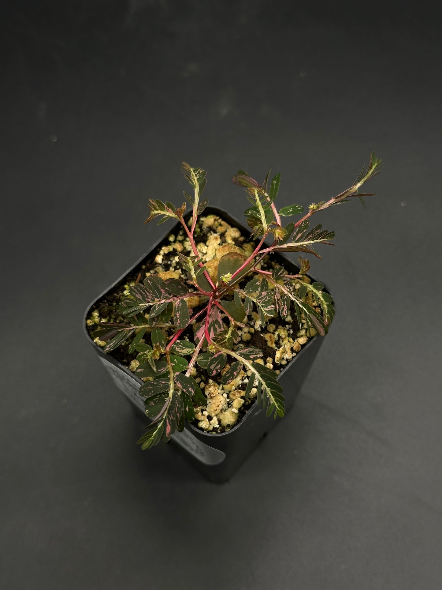 Wobble-Grob-Knot (130W092): Small black nursery pot with a variegated, pinnate-leaf plant featuring reddish-pink stems and mottled green-pink leaflets, ideal for exotic houseplant lovers.
