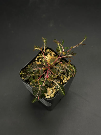 Wobble-Grob-Knot (130W092): Small black nursery pot with a variegated, pinnate-leaf plant featuring reddish-pink stems and mottled green-pink leaflets, ideal for exotic houseplant lovers.