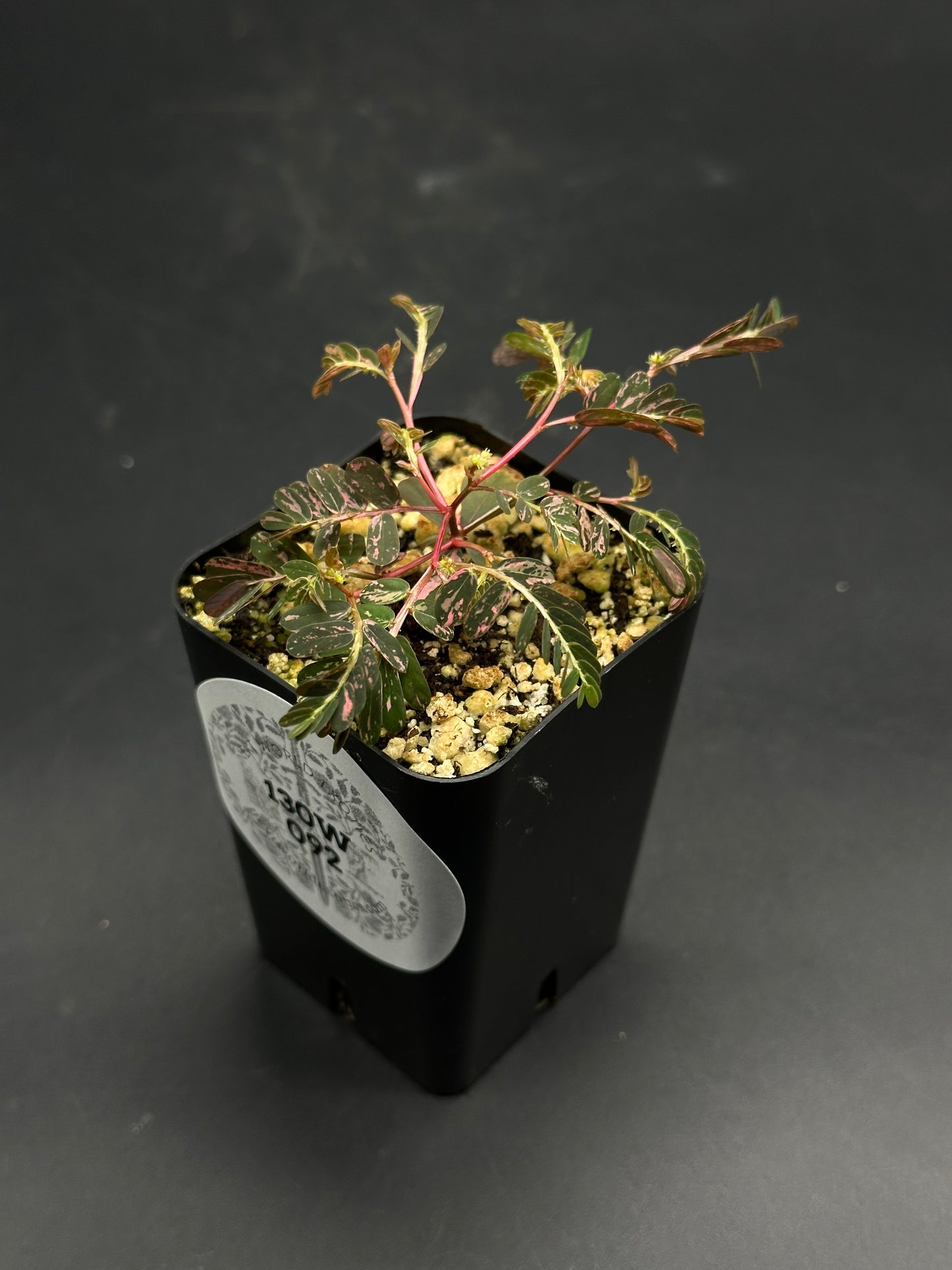 The Wobble-Grob-Knot (130W092) features a variegated seedling in a small pot, showcasing pinnate leaves with dark green and pale pink hues.