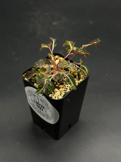 The Wobble-Grob-Knot (130W092) features a variegated seedling in a small pot, showcasing pinnate leaves with dark green and pale pink hues.