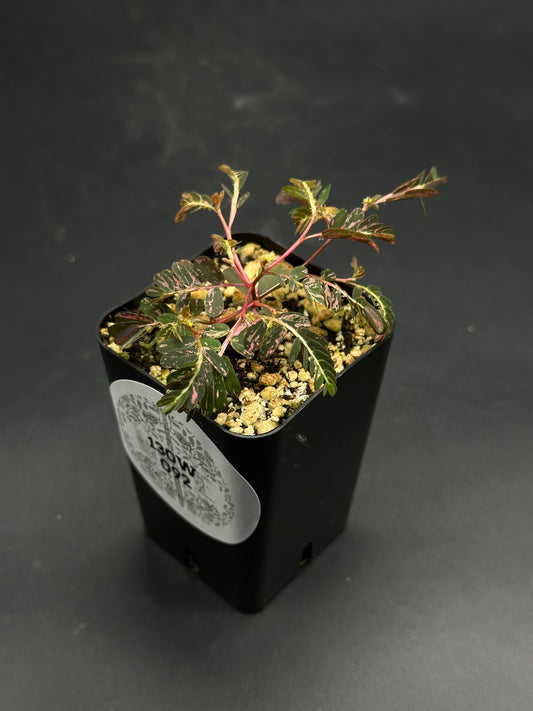 The Wobble-Grob-Knot (130W092) features a variegated seedling in a small pot, showcasing pinnate leaves with dark green and pale pink hues.