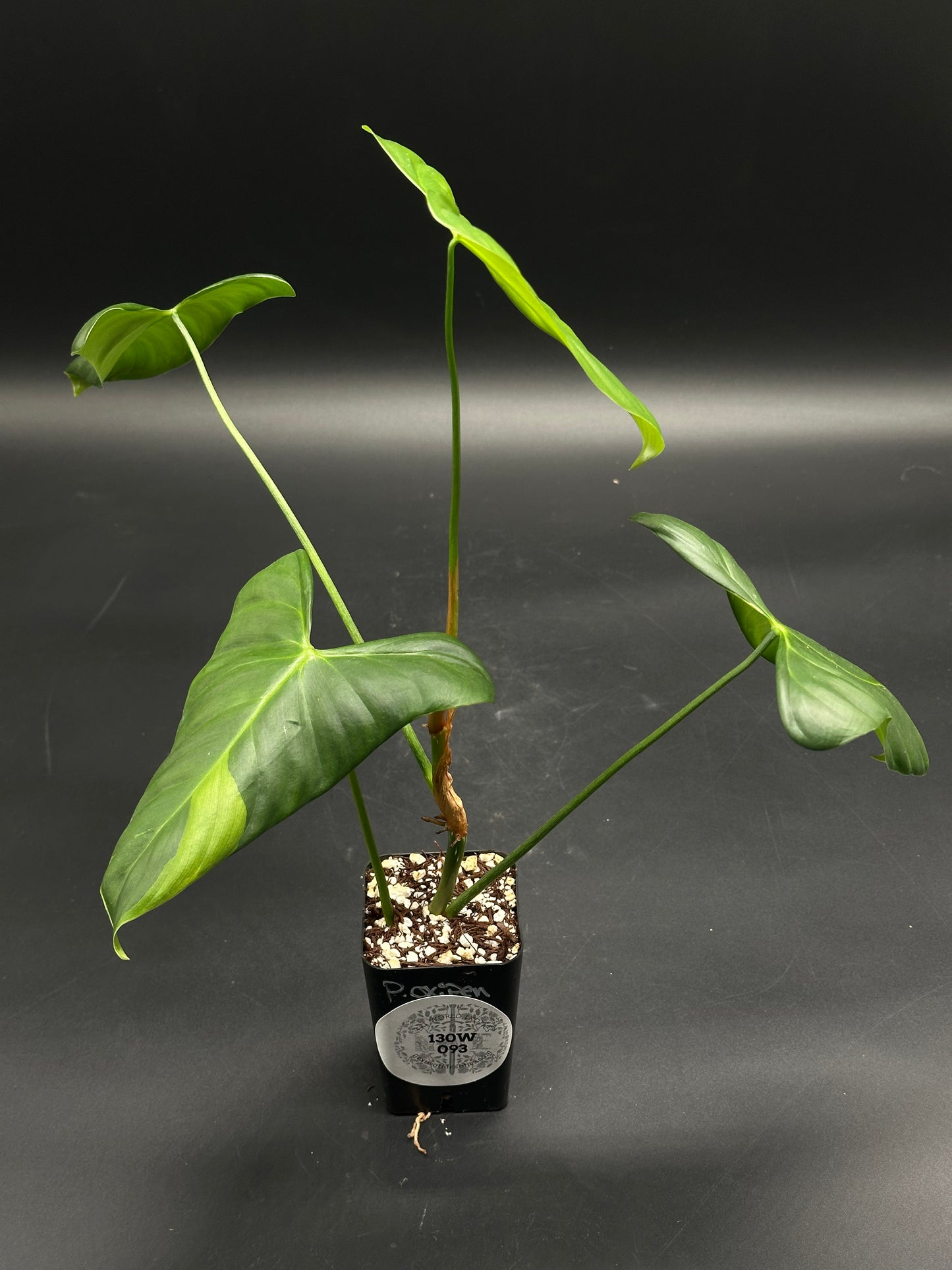 Snooze-Cruiser-V8 (130W093): Young tropical foliage plant in a black nursery pot, featuring slender stems with arrow-shaped leaves, ideal for exotic plant enthusiasts.