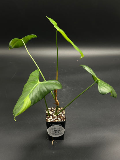 Snooze-Cruiser-V8 (130W093): Young tropical foliage plant in a black nursery pot, featuring slender stems with arrow-shaped leaves, ideal for exotic plant enthusiasts.