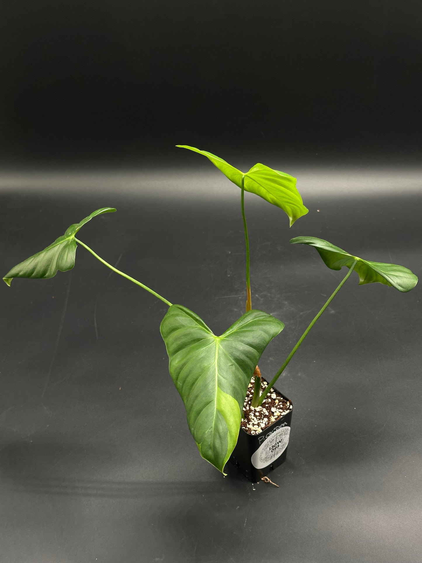 Snooze-Cruiser-V8 (130W093) young aroid plant in black pot with glossy arrow-shaped leaves, showcasing a chunky, well-draining mix with visible perlite.