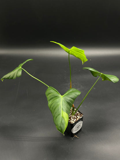 Snooze-Cruiser-V8 (130W093) young aroid plant in black pot with glossy arrow-shaped leaves, showcasing a chunky, well-draining mix with visible perlite.