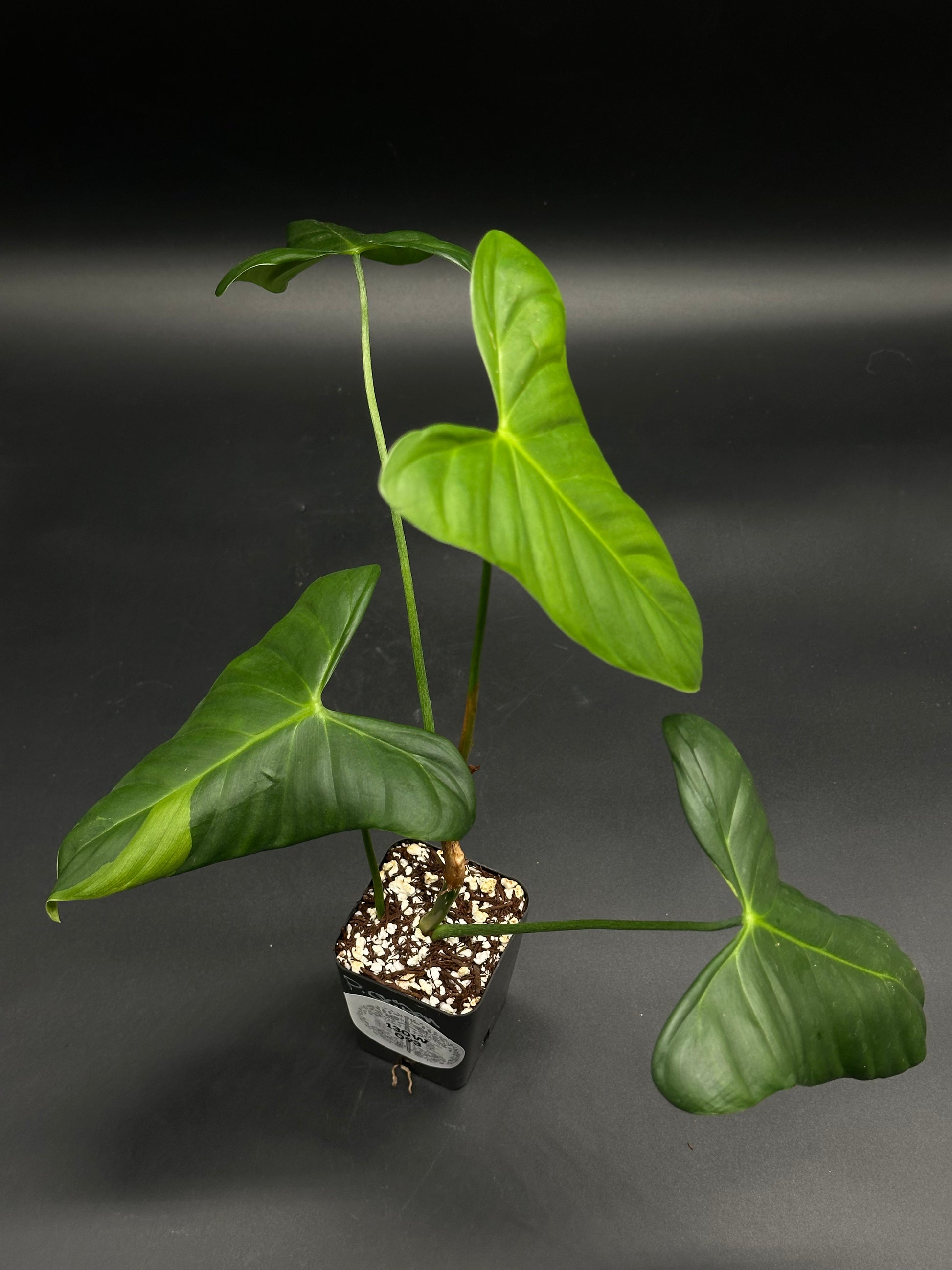 🎷🧪 Snooze-Cruiser-V8 🧪🎷 (130W093) - A young Philodendron with arrowhead leaves in a nursery pot, ideal for exotic plant collectors.