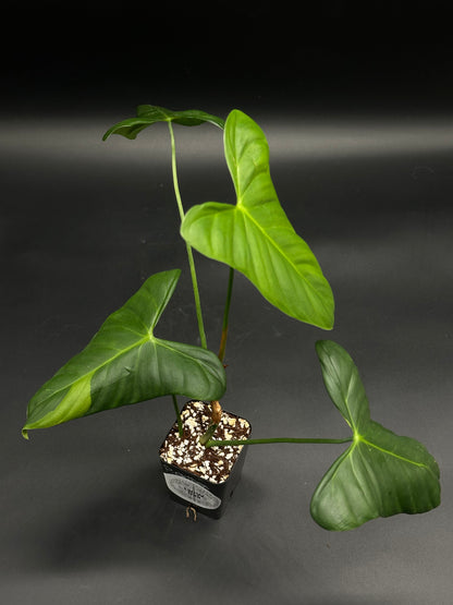 🎷🧪 Snooze-Cruiser-V8 🧪🎷 (130W093) - A young Philodendron with arrowhead leaves in a nursery pot, ideal for exotic plant collectors.