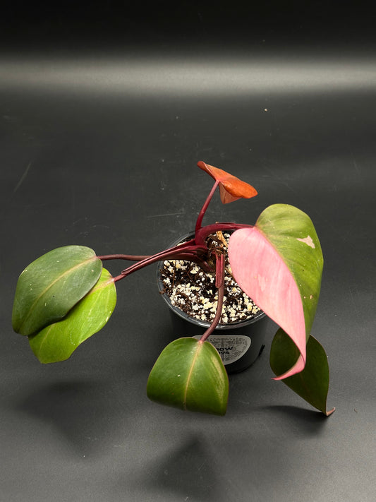 The 🎺🧤 Flibber-Gibber-X 🧤🎺 (130W094) features a small potted Philodendron 'Pink Princess' with distinctive dark red stems and variegated half-green, half-pink leaves.