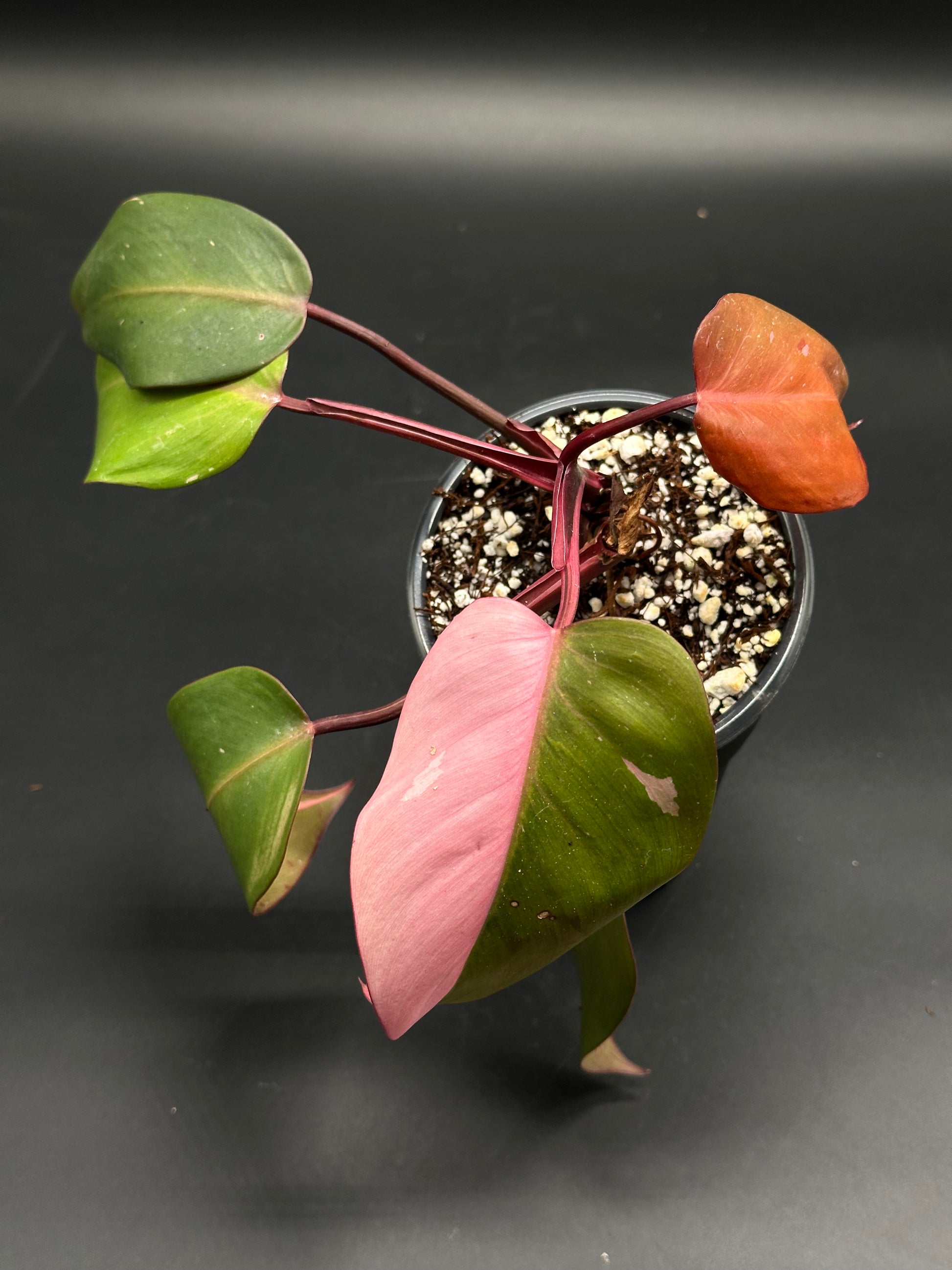 🎺🧤 Flibber-Gibber-X 🧤🎺 (130W094), a small potted Philodendron erubescens ‘Pink Princess’ with striking bi-colored foliage, ideal for exotic plant enthusiasts.