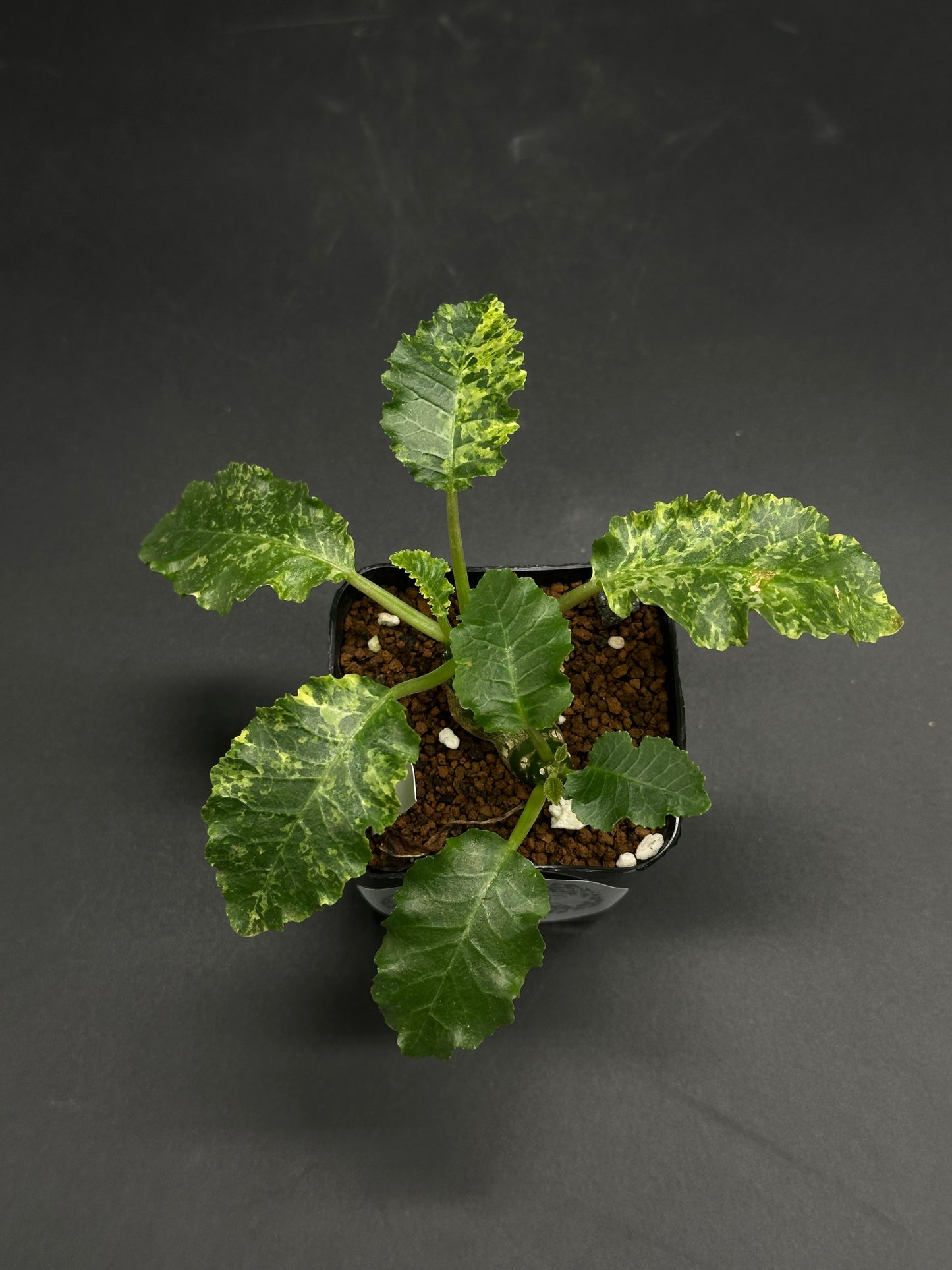 Variegated seedling in a square pot, featuring serrated oblong leaves. A highlight from Next World Exotics' Dork-Mode-Engaged collection of rare tropical houseplants.