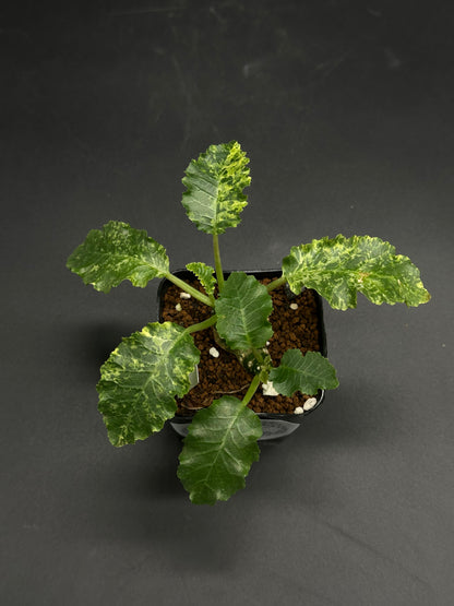 Variegated seedling in a square pot, featuring serrated oblong leaves. A highlight from Next World Exotics' Dork-Mode-Engaged collection of rare tropical houseplants.