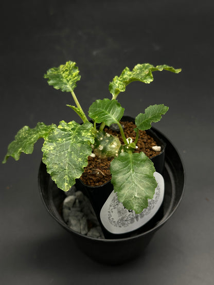 Variegated Tropical Houseplant, 🥁🪕 Dork-Mode-Engaged 🪕🥁 (130W095), features a swollen green caudex with serrated variegated leaves in a black nursery pot.