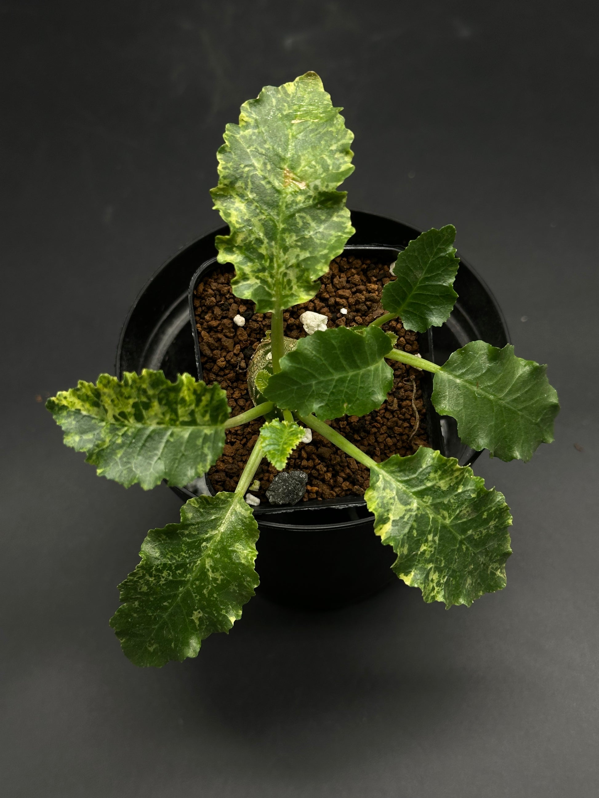 Dork-Mode-Engaged (130W095) plant in black pot; features a thick caudex with green, variegated, lobed leaves, ideal for exotic plant collectors.