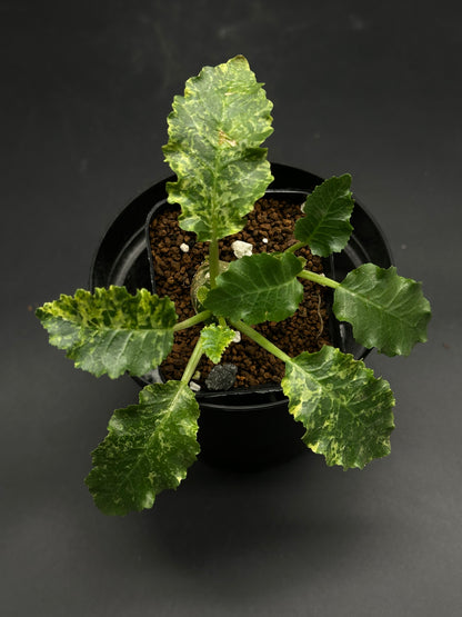 Dork-Mode-Engaged (130W095) plant in black pot; features a thick caudex with green, variegated, lobed leaves, ideal for exotic plant collectors.