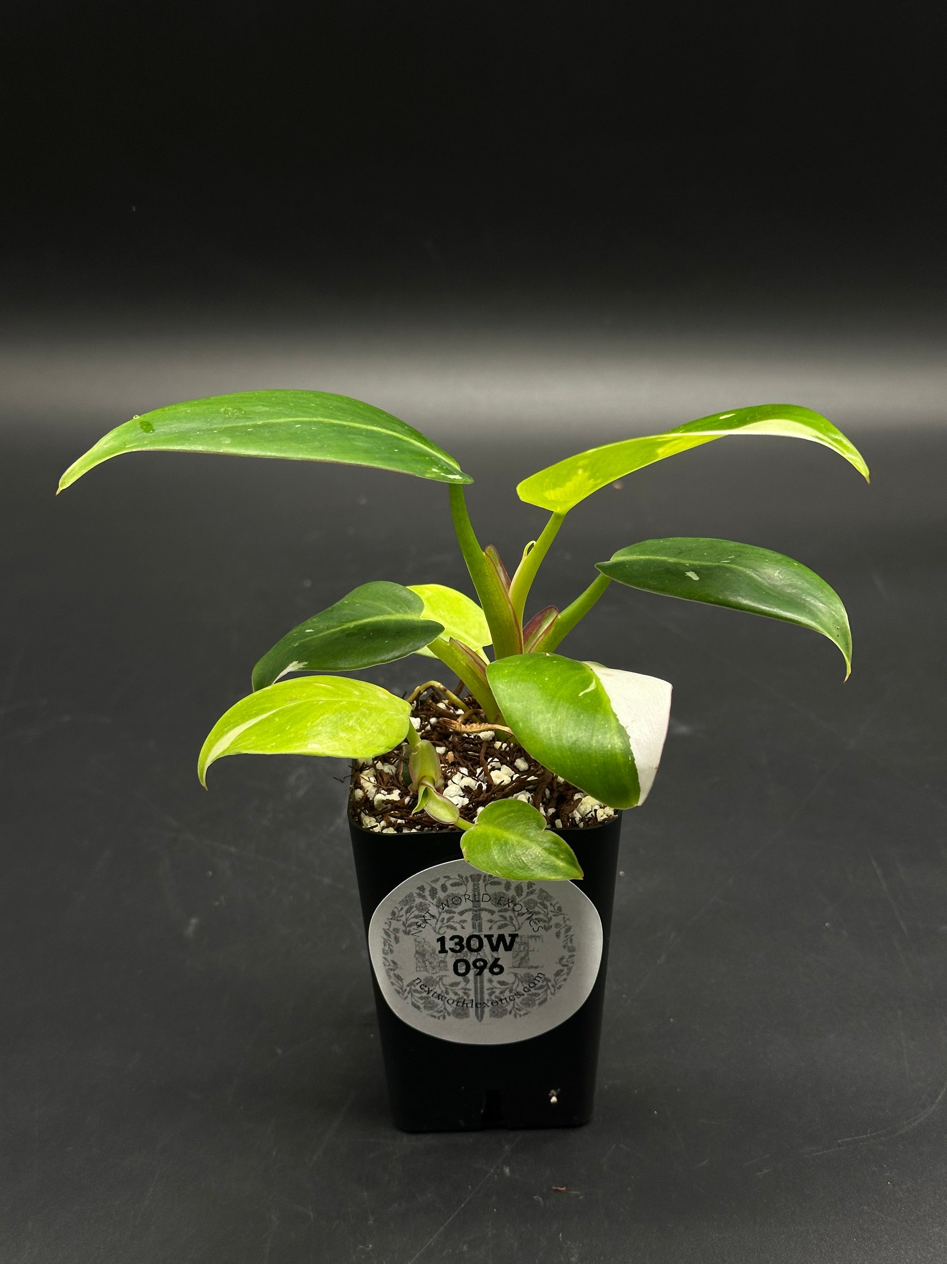 🎤🎬 Data-Dump-Doo 🎬🎤 (130W096) variegated philodendron cutting in a black nursery pot, featuring young green leaves with pale yellow variegation.