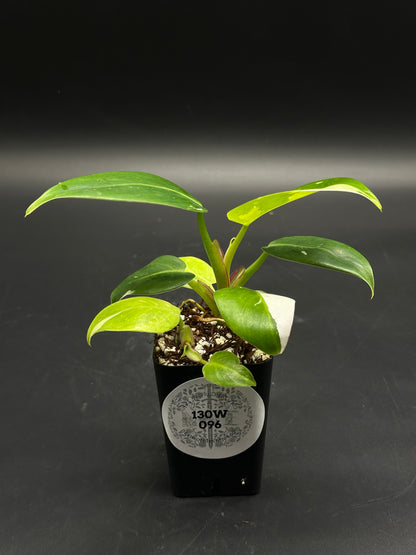 🎤🎬 Data-Dump-Doo 🎬🎤 (130W096) variegated philodendron cutting in a black nursery pot, featuring young green leaves with pale yellow variegation.