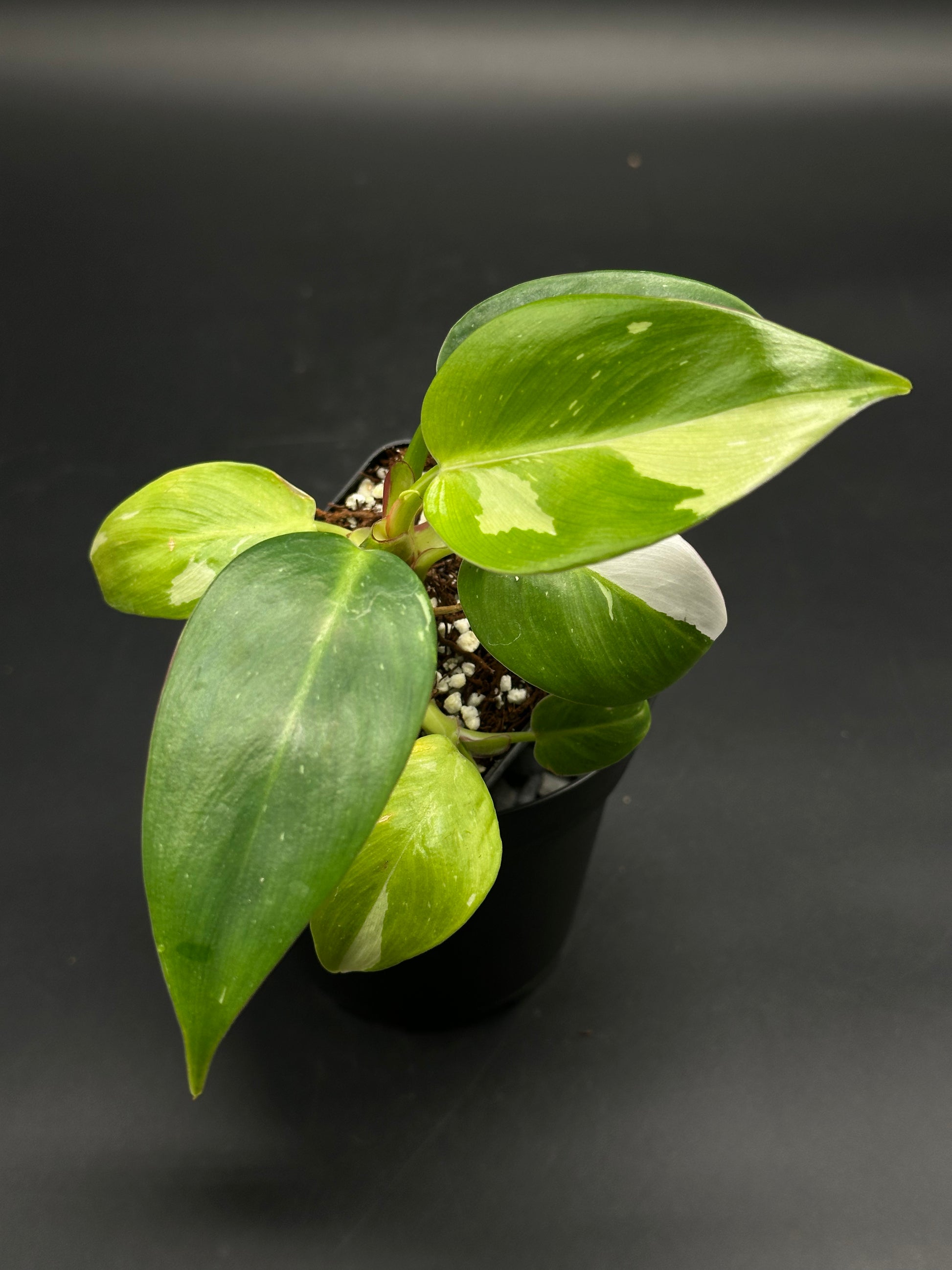 Variegated Philodendron Data-Dump-Doo with green and white mottled leaves in a pot, offered by Next World Exotics for rare plant enthusiasts.