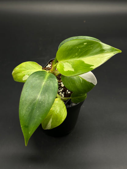 Variegated Philodendron Data-Dump-Doo with green and white mottled leaves in a pot, offered by Next World Exotics for rare plant enthusiasts.